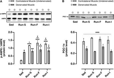 The impact of different exercise protocols on rat soleus muscle reinnervation and recovery following peripheral nerve lesion and regeneration